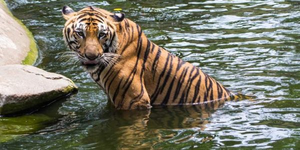 It is known for its pristine Periyar Lake, where you can enjoy boat safaris while spotting elephants, bison, and various species of deer that come to the water's edge to quench their thirst