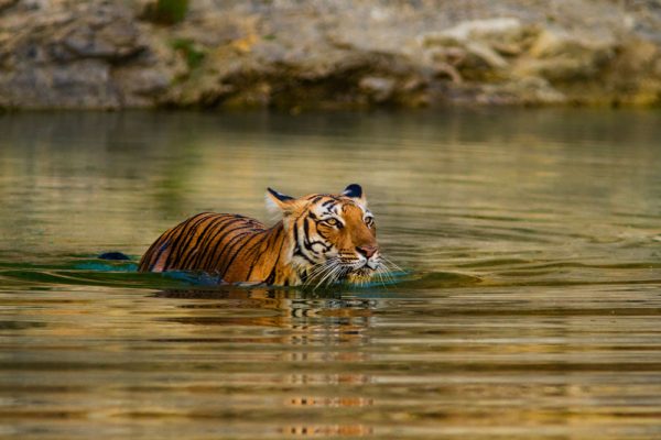Ranthambore National Park tiger